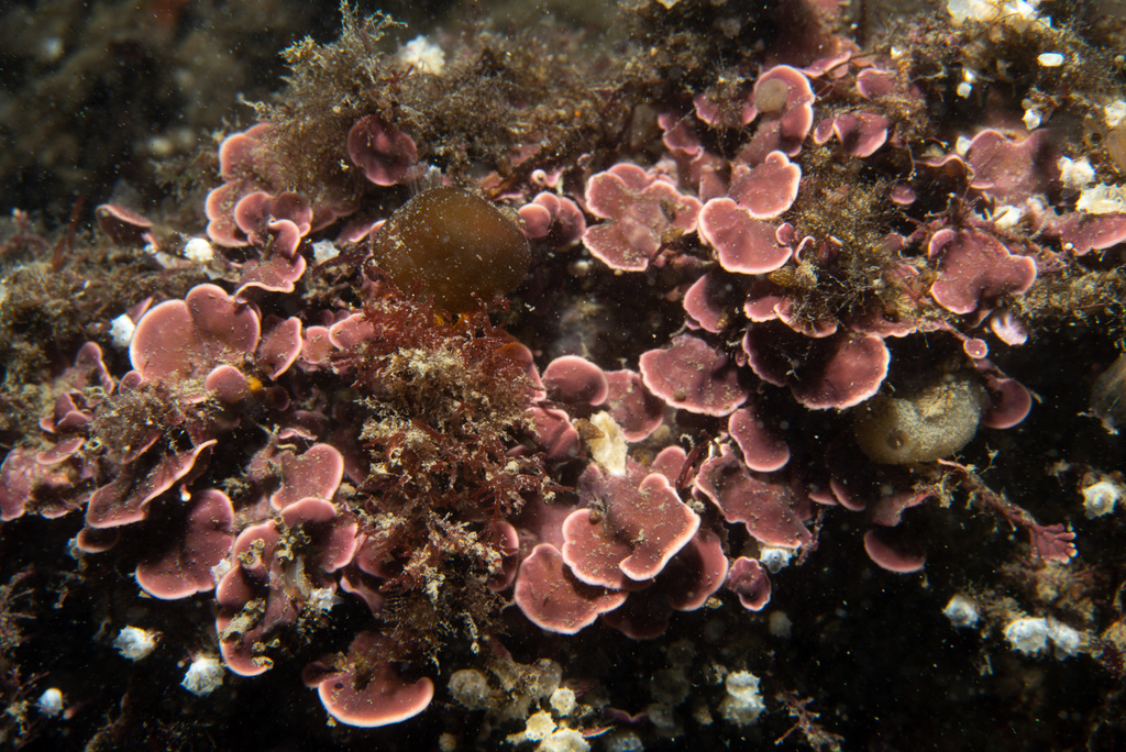 Mésophylle Lichenoïde