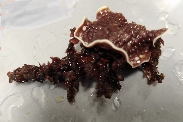 Mésophylle Lichenoïde
