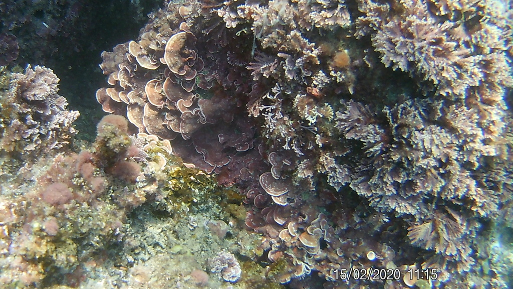 Mésophylle Lichenoïde