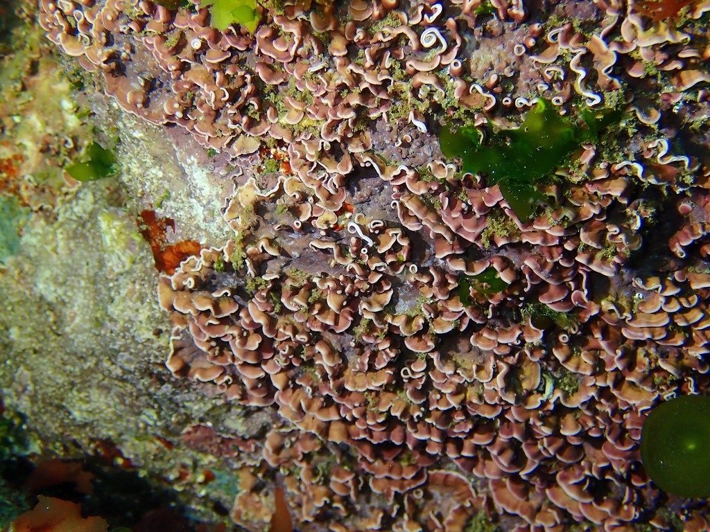 Mésophylle Lichenoïde