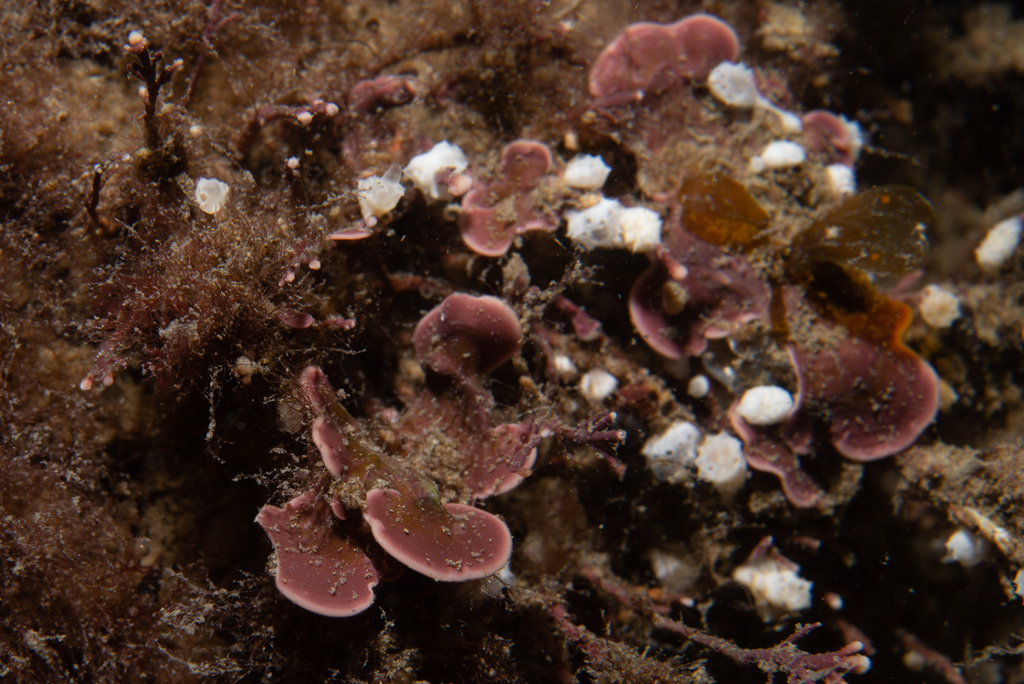 Mésophylle Lichenoïde
