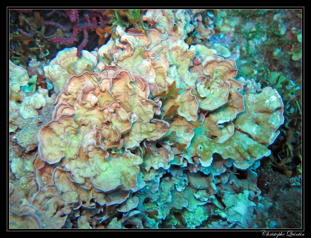 Mésophylle Lichenoïde