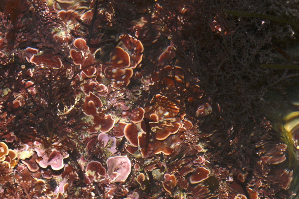 Mésophylle Lichenoïde